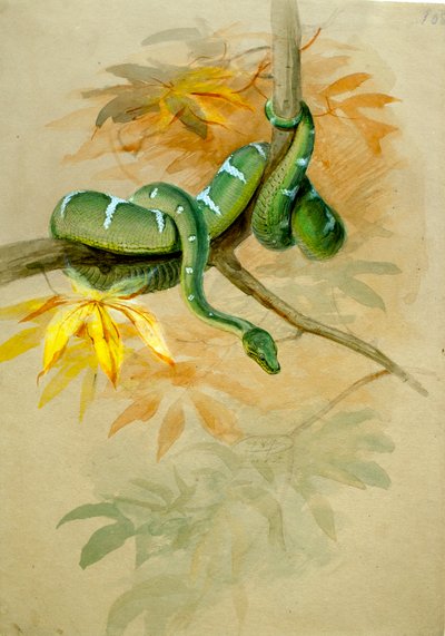 Green Boa by Joseph Wolf